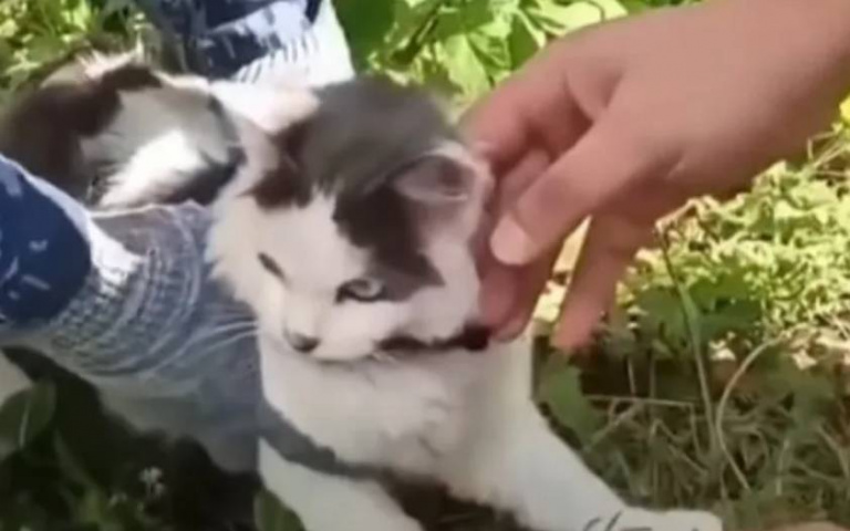 可愛小貓竟變運毒進監獄！　緝毒犬盡忠職守揭黑幕