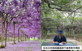 淡水紫藤花園25年美景成絕響！園主心痛宣布熄燈 揭背後辛酸：連年遭檢舉、招牌都不給留