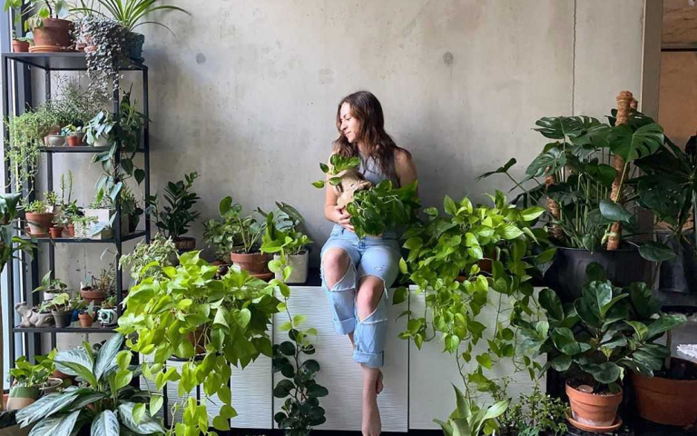 植物殺手/新手都能養活的四款室內植栽!