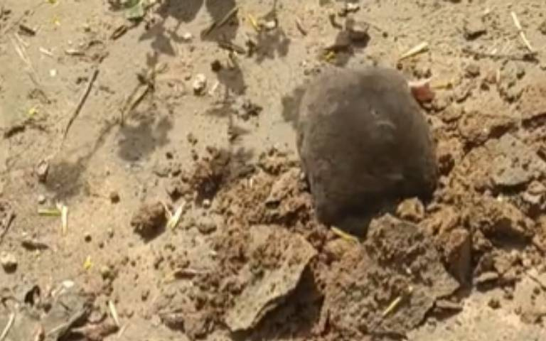 落地即開工！鼴鼠挖地洞超神速　網友驚：地表最強挖土機