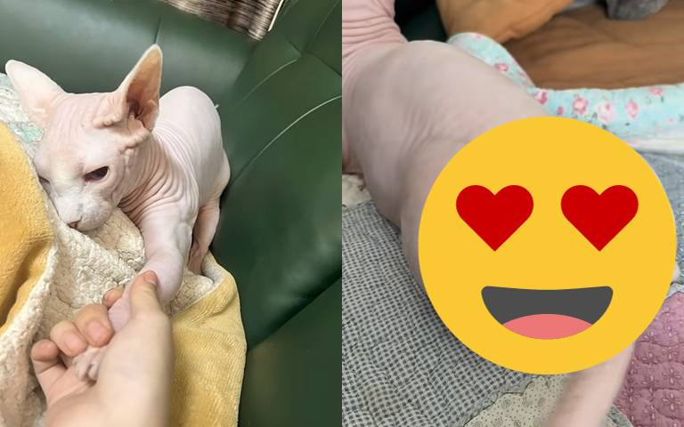 無毛貓加上「這個」秒變大象?網說:「鼻子上還有黑頭,更合理了!」