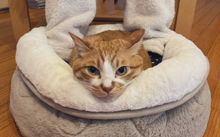 不需插電　附帶加熱效果的暖腳神器！網友：是否有賣其他花色？