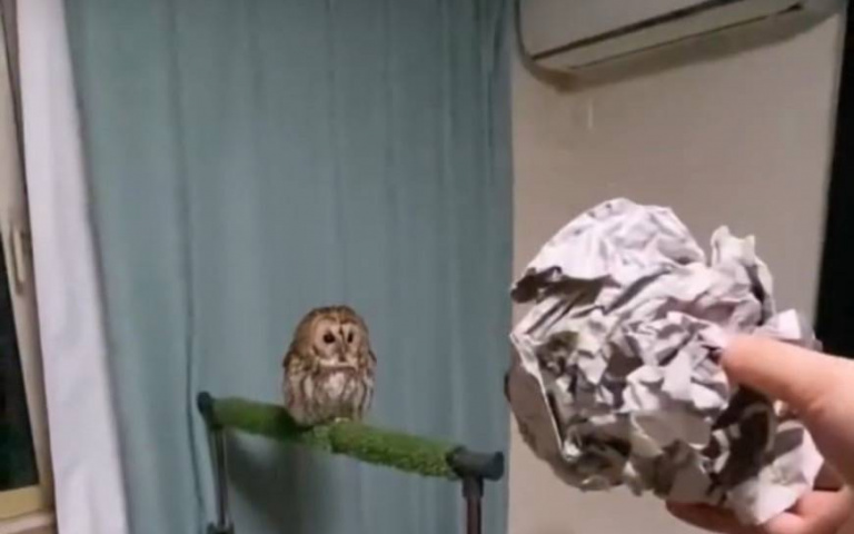 神接手！貓頭鷹玩空中拋接　動作靈敏快狠準