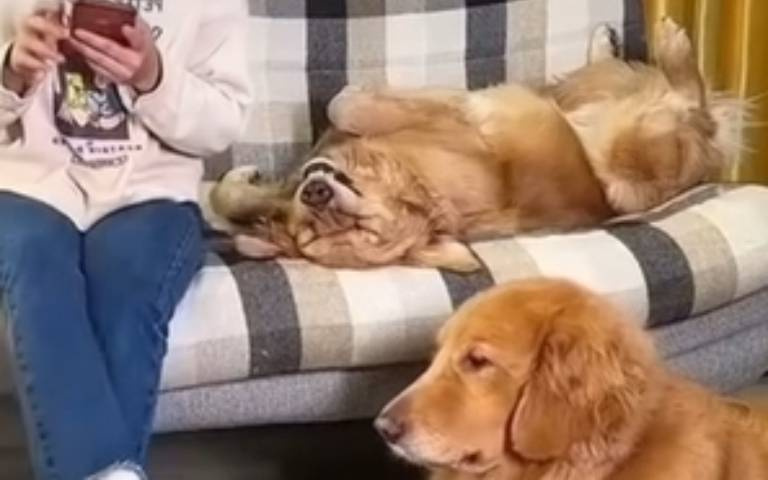 黃金獵犬有樣學樣！主人翹腳跟著做　後面那隻倒頭睡超吸精