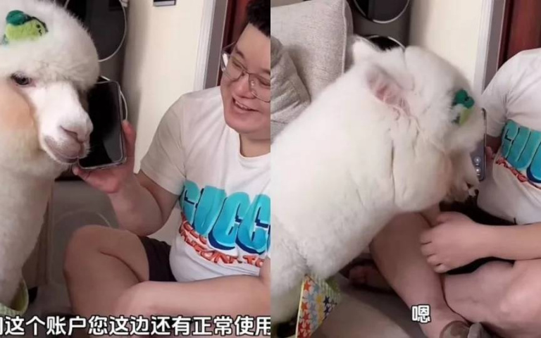 真「草你馬」!當詐騙集團遇上羊駝 毛孩只用一個字讓電話那頭崩潰