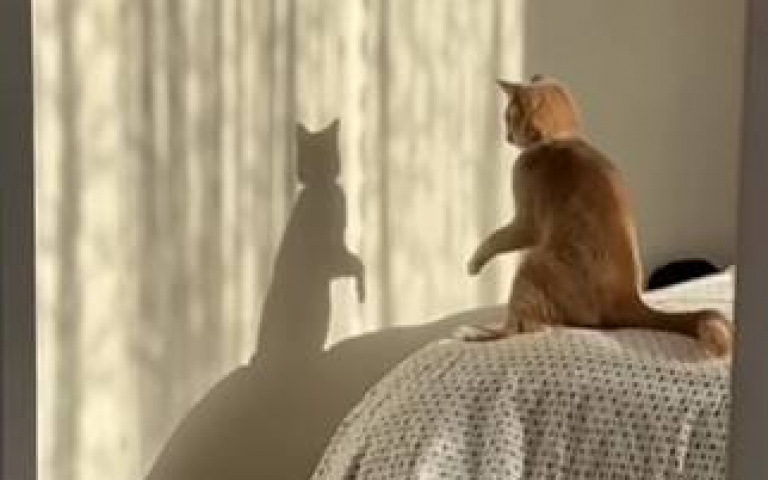 眼前的黑不是黑！　貓咪跟自己的影子玩耍嗨翻天