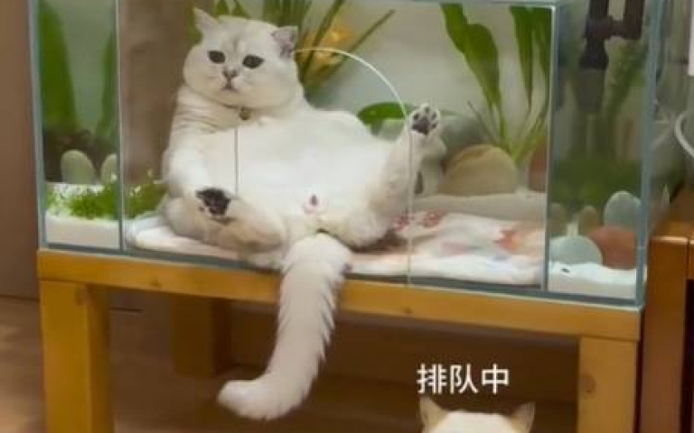 到底是在餐廳還是景觀房? 貓咪舒適躺「慵懶模樣」好可愛