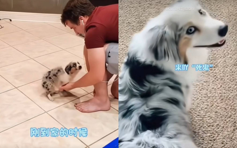 無尾邊牧初來乍到太害羞 被摸屁股後整個變得超活潑