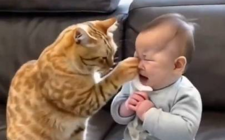 哪來的天使！超貼心喵保母耐心哄小主人　準備手帕還親親超萌畫面融化網友