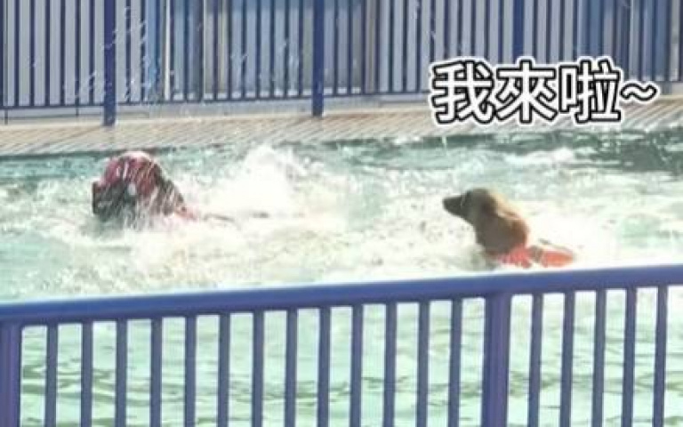 搜救犬救溺水民眾！　游過去看到是自己人「掉頭推走救生圈」