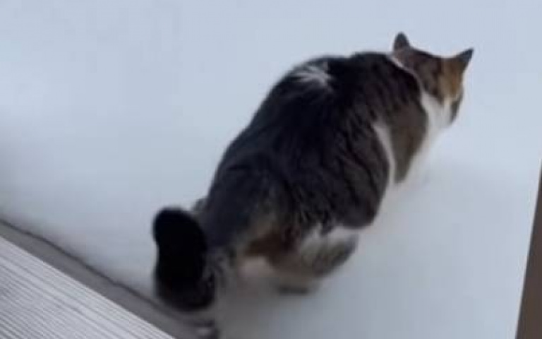 主人放貓出門踏雪　下秒冷感竄上心頭…嚇到跑回家