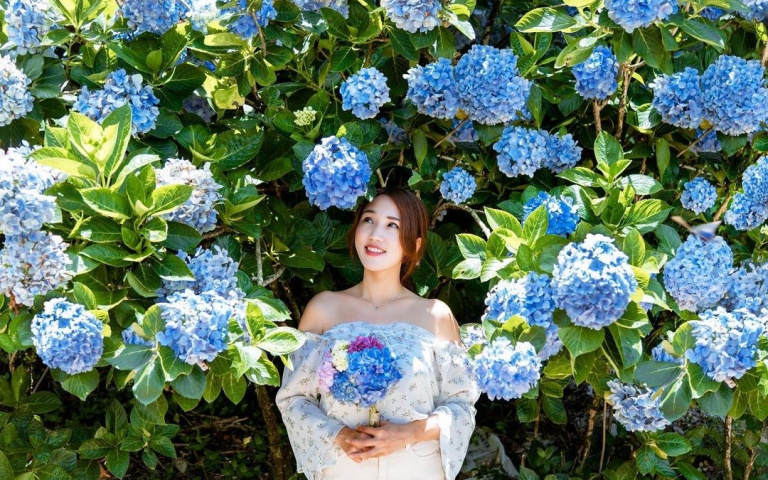 繡球花開好開滿 打卡全台夢幻景點
