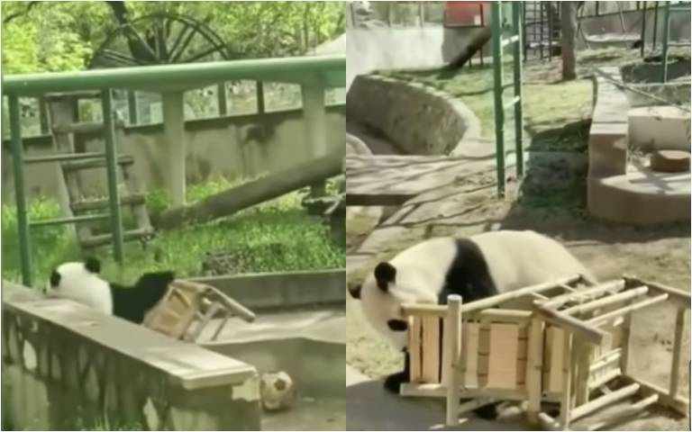 椅子壞壞！熊貓從椅子上摔落　一氣之下咬椅子去丟