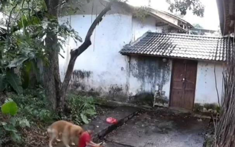 狗狗救命！阿金發狂狠咬小主人拖行　下一秒樹枝砸下網驚「差一秒就沒命」