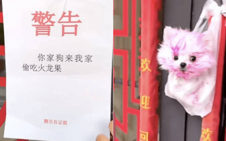 「狗證物證」全到位!貪吃狗偷火龍果被掛門前公開審判 飼主回家也傻眼