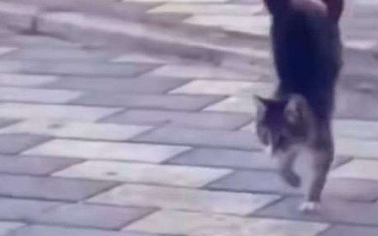 貓咪用兩條腿走路震驚全網　看完片疑惑：牠們真是四腳獸？