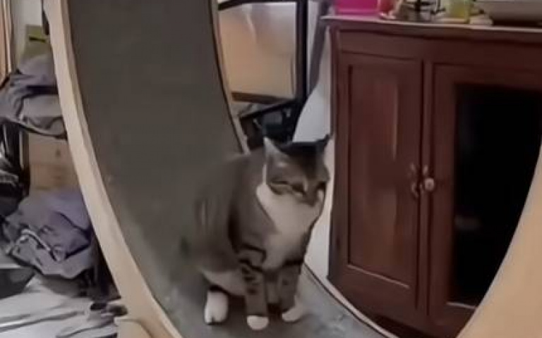 占著茅坑不拉屎還那麼兇！　小貓被打擾氣到揍人