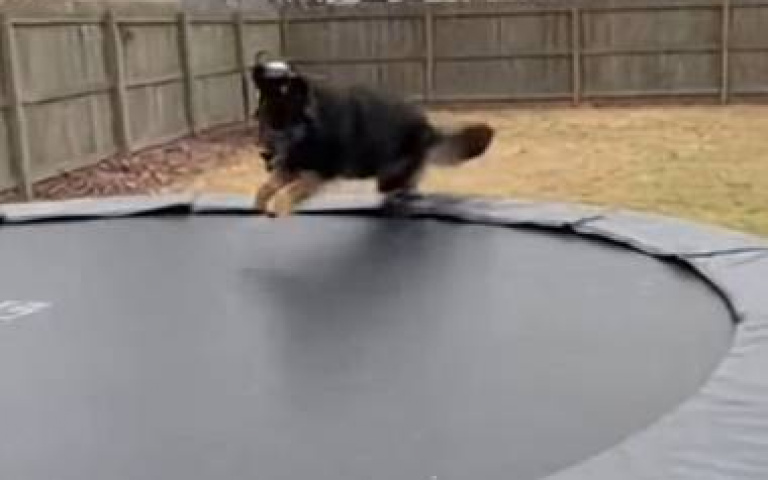 蹦床是給你玩的，不是助跑撲倒主人的！　愛犬開心玩耍「最後苦到他」