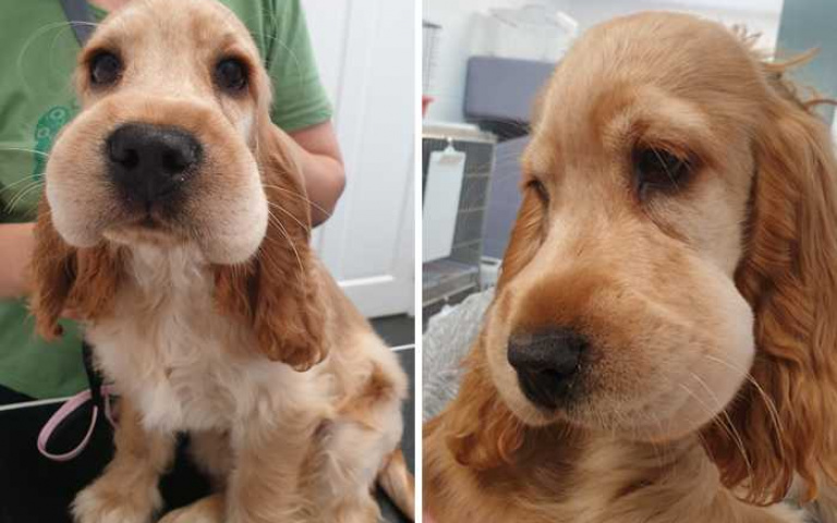 「對不起！我錯了～」搗蛋毛孩與蜜蜂交手後，各個長得像大頭狗一樣！