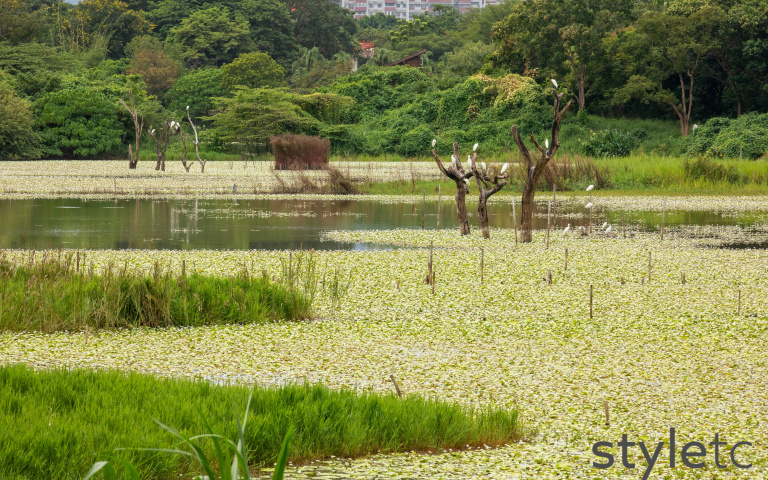 異次元高雄左營1／只要十分鐘 濕地生態古厝散策初體驗