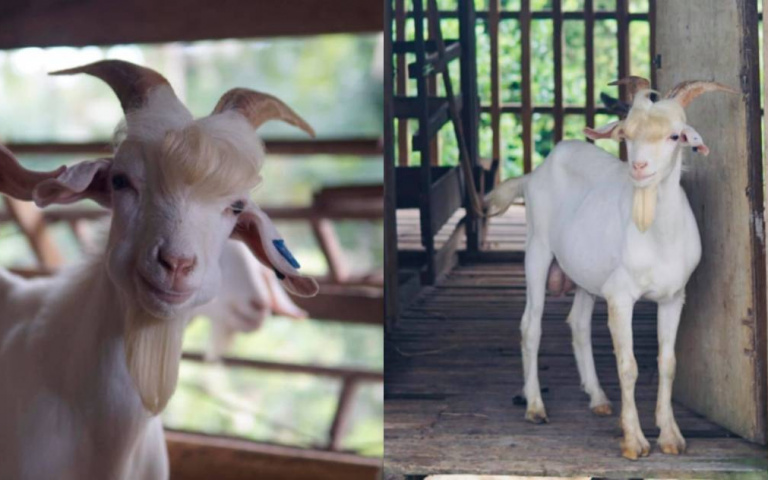 白羊王子！浪漫金髮超級電眼　超帥山羊迷倒眾人紅遍全球
