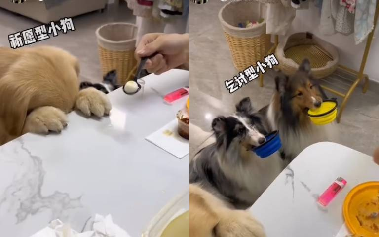 三種狗狗兩種性格! 祈願型vs乞討型