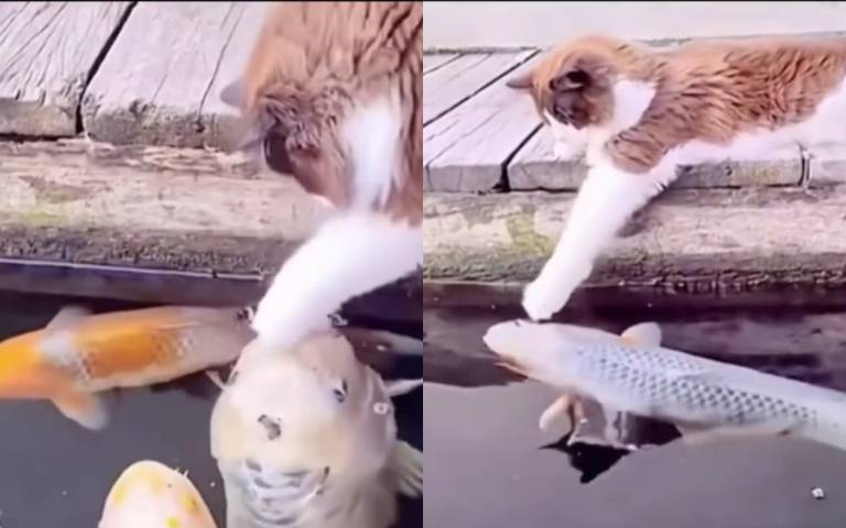 最狂友情！貓咪和鯉魚當朋友　伸手摸頭超麻吉