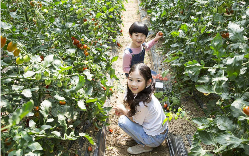 入住溫泉旅店 享受番茄採果樂、辣椒果醬組免費帶回家