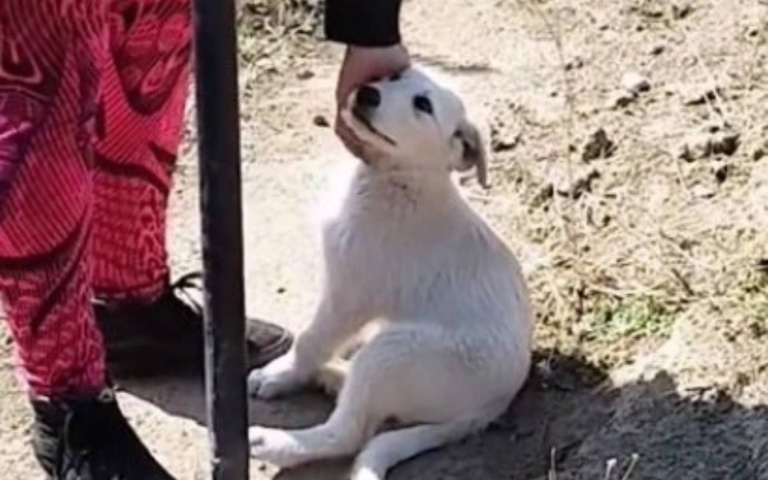 天使降臨!女親手埋葬黑色愛犬 小白汪現身土堆安慰:別哭我來了
