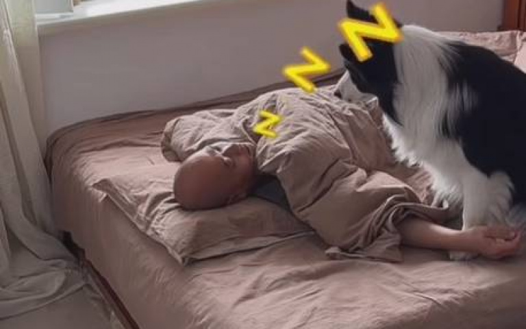 主人呼呼大睡，邊牧貼心蓋被？　真相曝光
