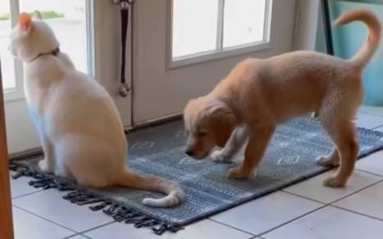 阿金嚕貓集錦！　牠搞偷襲「阿喵嚇到飛出鏡頭外」