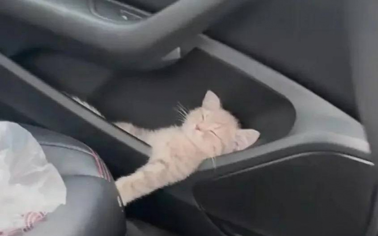 女子稱新車「自帶貓窩」被朋友嘲笑　貓咪親自實測證明：是真的