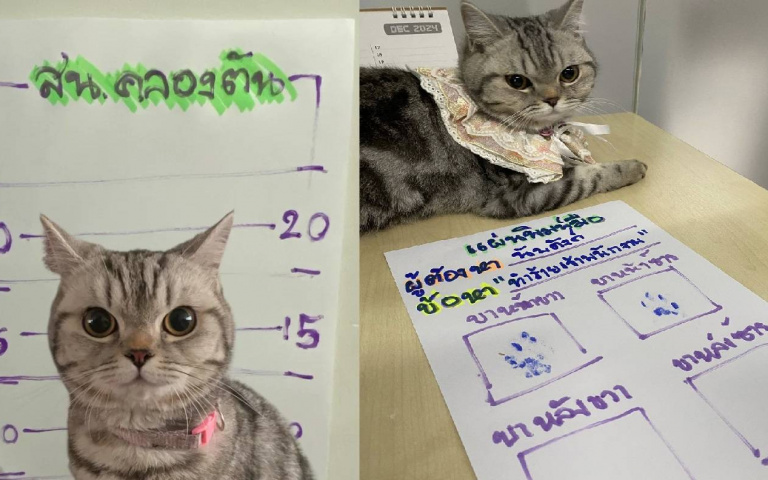 最萌通緝犯！走失貓誤咬警察被「逮捕」　嫌犯照爆紅意外助牠回家