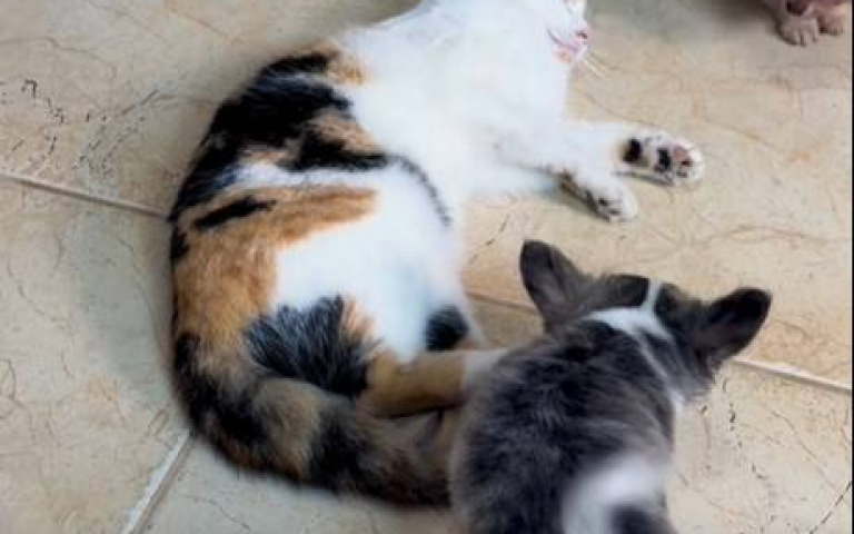 吉娃娃們躁動…直踩三花貓的大肚肚！　網笑：牠該得諾貝爾獎