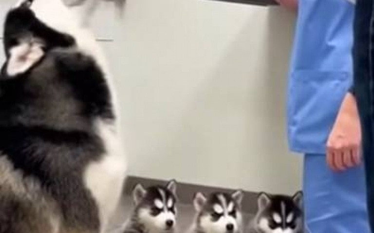 二哈家族榮獲奧斯卡獎？　打個針「一一哀號倒下」