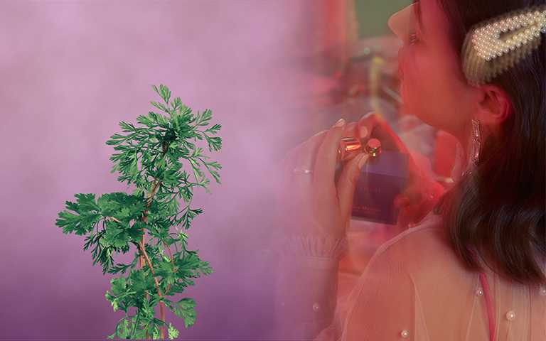 LOEWE、MFK都推話題「香菜香氛」！其實它們比你想得更好聞