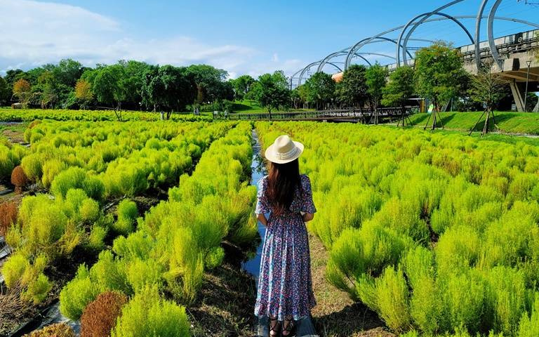 這不是日本!宜蘭超美「3,000株」波波草現身 毛茸茸抹茶海超可愛