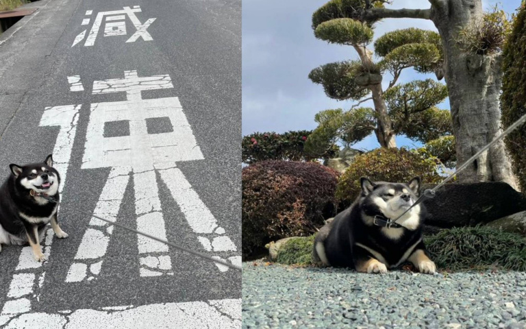 本來只是賴著不肯走 現在進化成「故意裝睡」的拒否柴