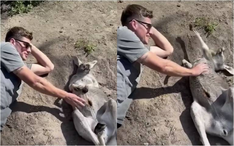 太享受！男側臥幫袋鼠抓癢　袋鼠舒服翻肚爽到「手張開」