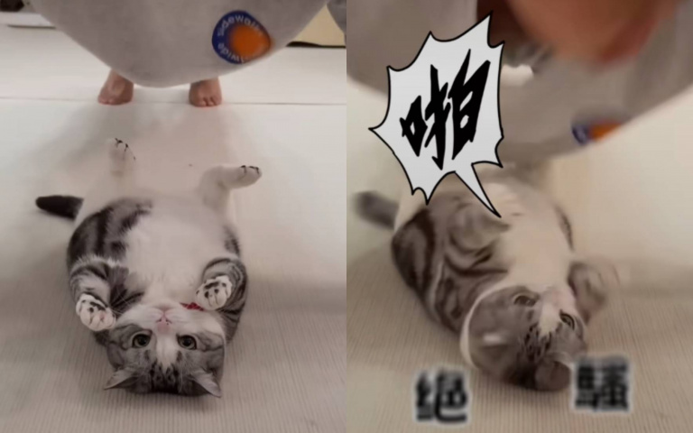 和喵喵放閃　主人伏地挺身玩親親「結果被巴」