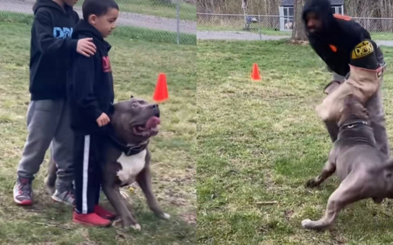 訓練保護犬!比特犬守小男孩超專注 一見異狀馬上攻擊