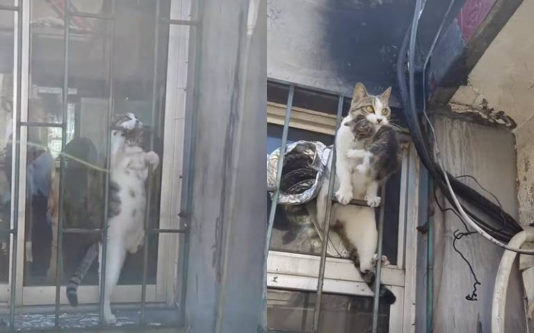 特務貓！嘴叼孩兒上演飛簷走壁　網友讚母愛噴發