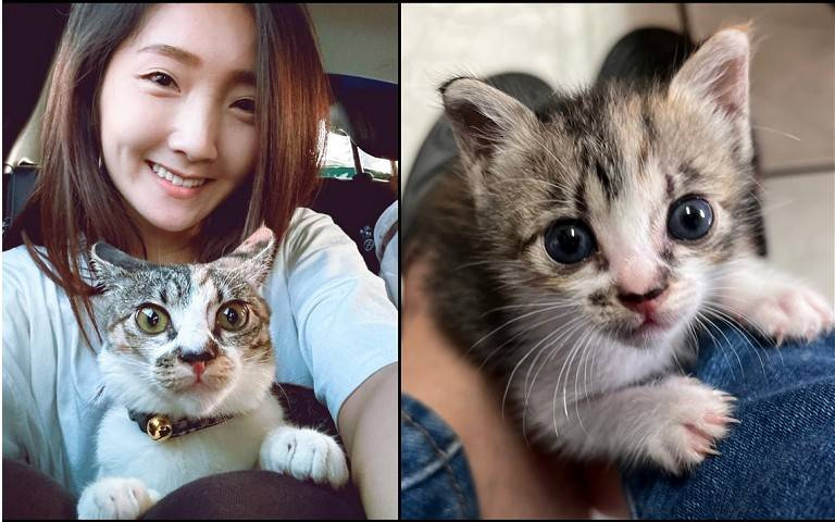 寵物情緣／許瀞蔆抗母命養小浪貓　調皮跳上神桌亂啃供品：想揍卻揍不到