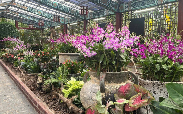 日本公主來了！400盆秋石斛蘭官邸爭豔　超喜氣「心心相映」秋天暖人心