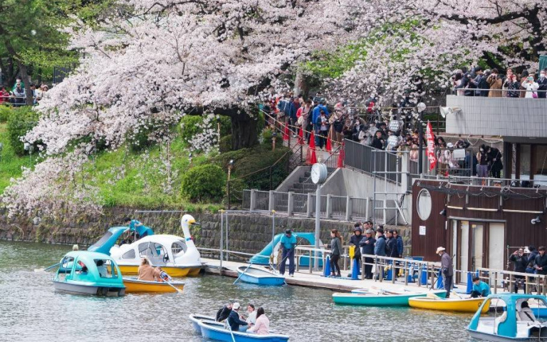 東京三大櫻花祭陸續登場 隅田川沿岸、小船賞夜櫻超夢幻