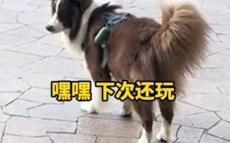 背後一陣涼! 貓回頭發現牧羊犬竟然在跟蹤