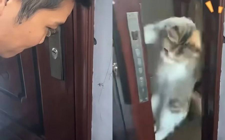 飼主忘帶鑰匙求救！超聰明貓咪5秒「解鎖」　網笑翻：牠考大學坐我旁邊