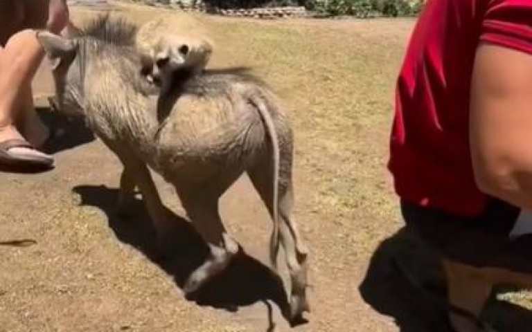 《獅子王》情節現實世界上演！丁滿、彭彭夢幻連動　迪士尼粉暴動