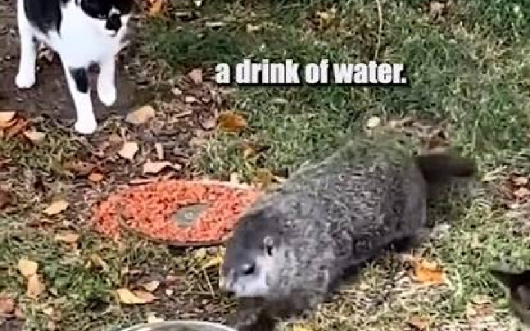 土撥鼠只是想喝水！　眾人見貓咪一舉動：真不友善