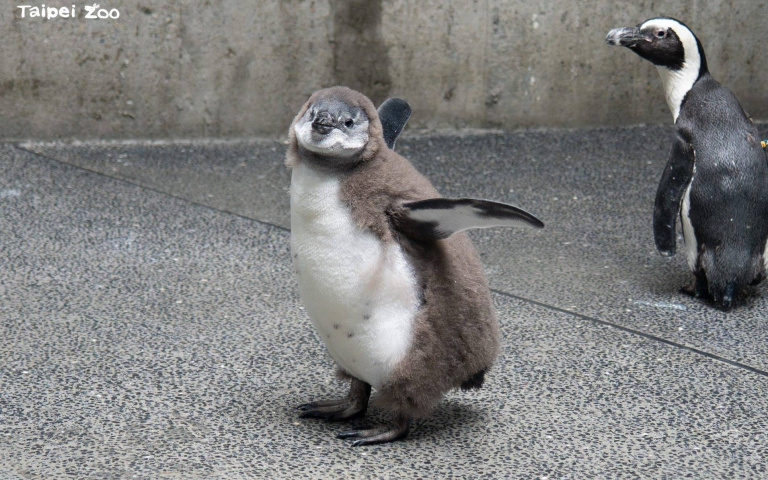 超萌！台北市立動物園迎「嬰兒潮」　6隻瀕危黑腳企鵝寶寶入托「幼兒園」